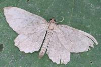 Philereme vetulata