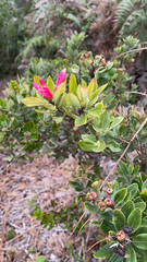 Bejaria