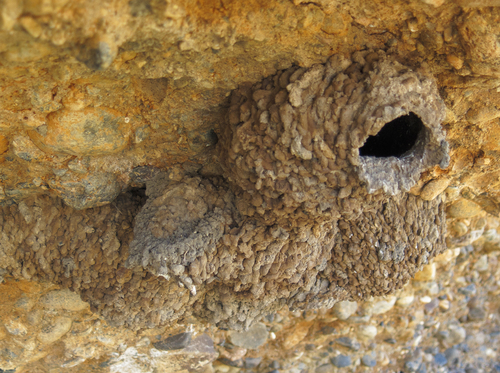 iNaturalist observation photo of Cliff Swallow