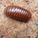 Arthrosphaera - Photo (c) Carrie Seltzer, some rights reserved (CC BY-NC), uploaded by Carrie Seltzer