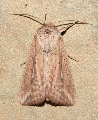 Linda's Wainscot photo 3