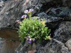 Polemonium elegans
