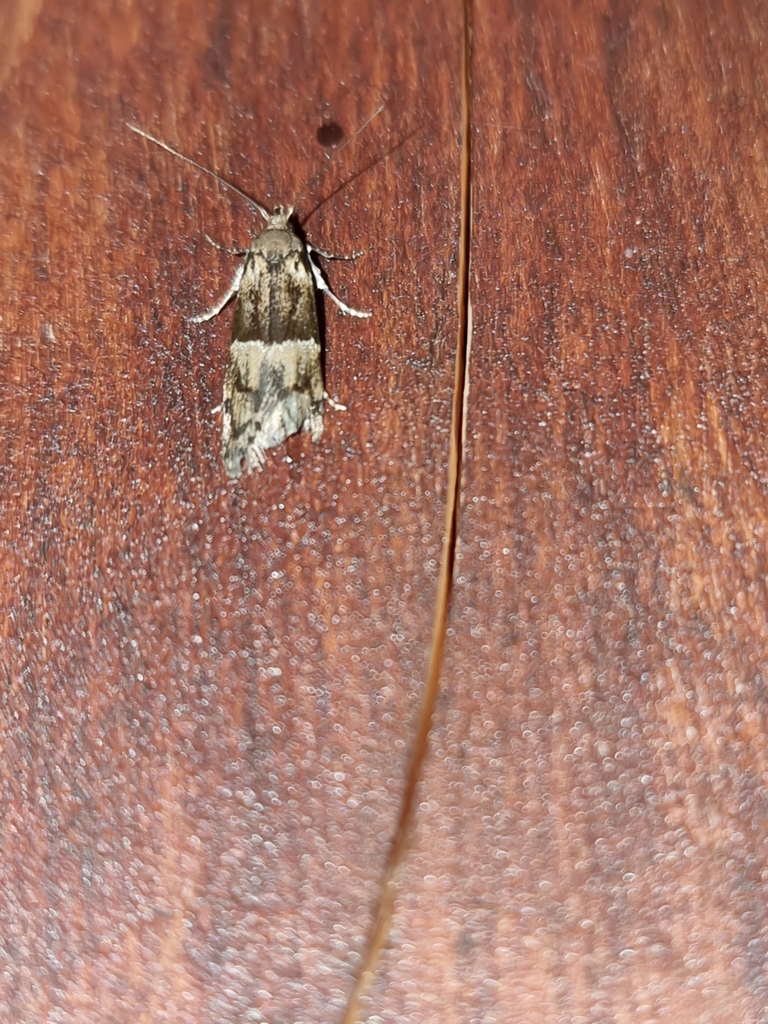 Blastobasis divisus