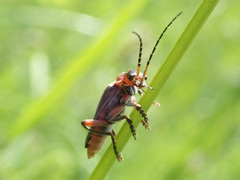 Cantharis rustica
