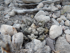 Ariocarpus bravoanus bravoanus
