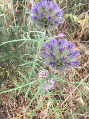 Echinops strigosus