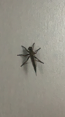 Asilinae