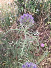 Echinops strigosus