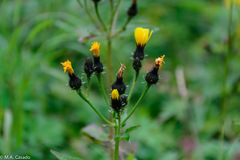 Picris japonica kamtschatica