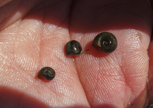 iNaturalist observation photo of Ramshorn Snails and Allies