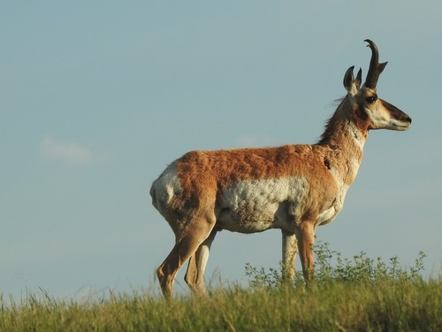 Pronghorn photographed in North Dakota