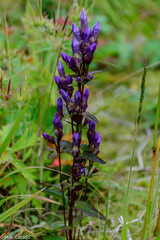 Gentianella auriculata