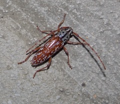 Elaphidion splendidum