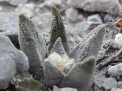 Ariocarpus bravoanus bravoanus