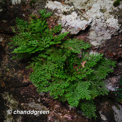 Selaginella tamariscina
