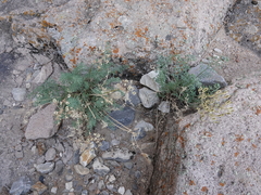 Lomatium parryi