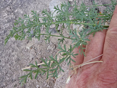 Lomatium parryi