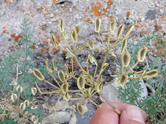 Lomatium parryi