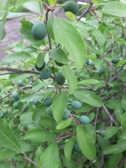 Prunus spinosa dasyphylla
