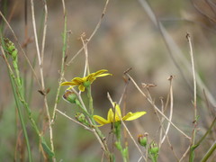 Osteospermum imbricatum
