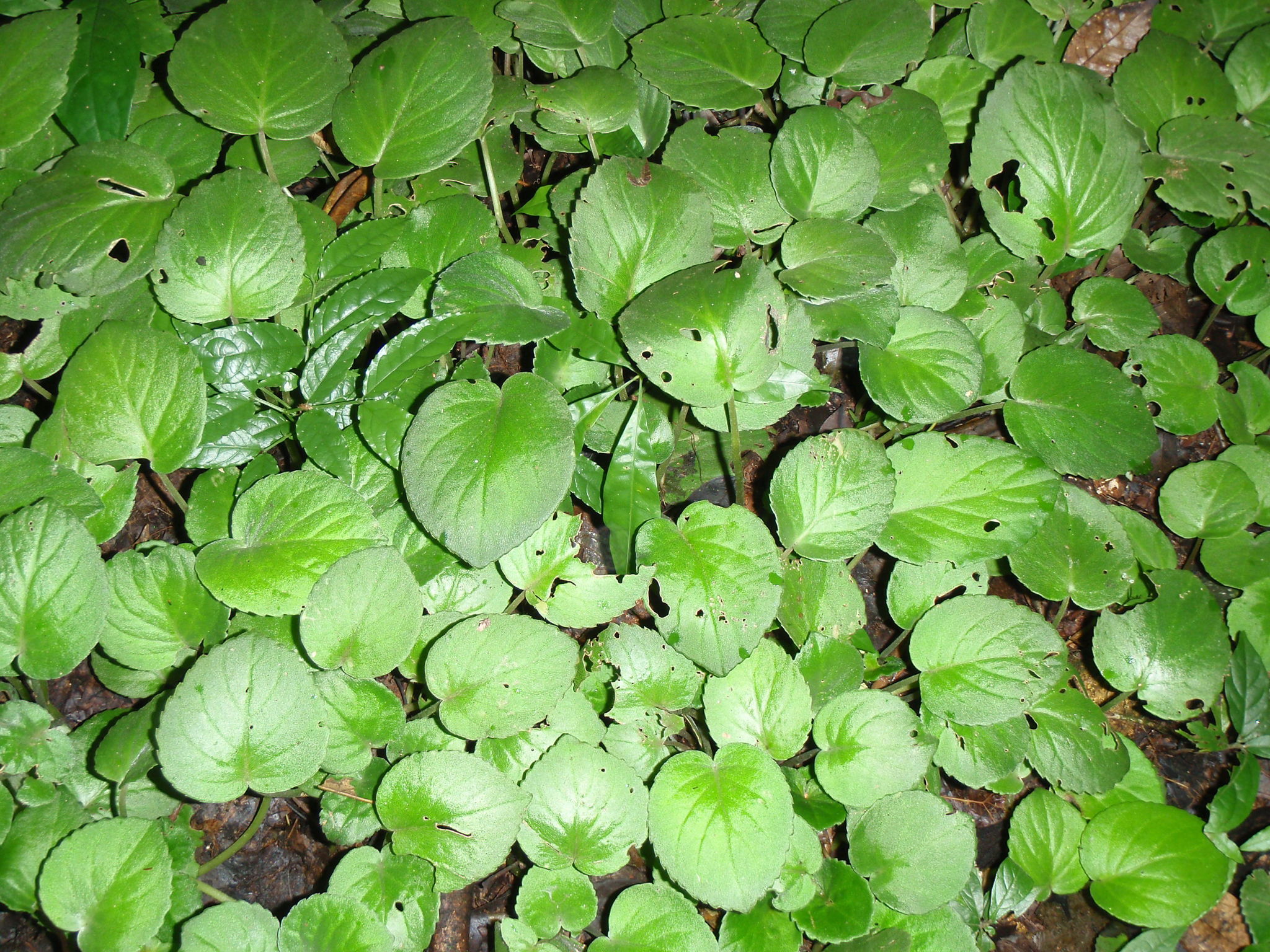 Imagem de Violeta