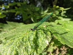 Calopteryx angustipennis