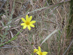 Osteospermum imbricatum