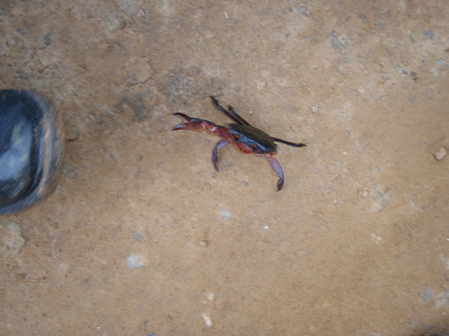 Potamonautidae