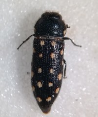 Acmaeodera degener