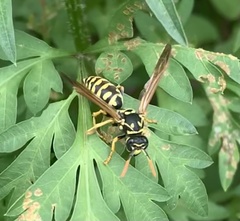 Polistes dominula