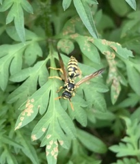 Polistes dominula