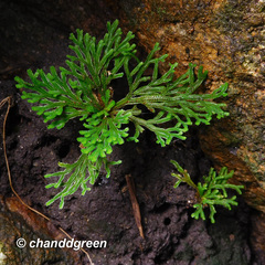 Selaginella tamariscina