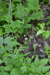 Galium pseudorivale