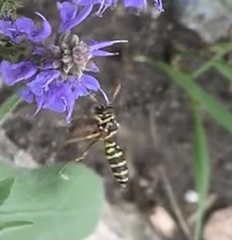 Polistes dominula