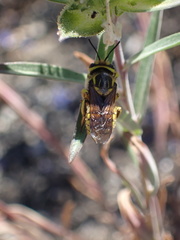 Anthidium illustre