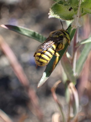 Anthidium illustre