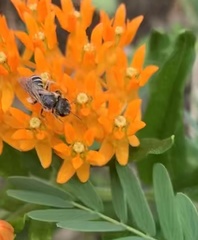 Halictus