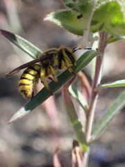 Anthidium illustre
