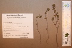 Euphrasia hudsoniana