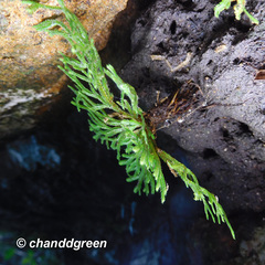 Selaginella tamariscina