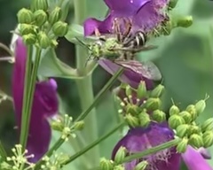 Agapostemon