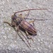 Anelaphus cinereus - Photo (c) Lisa Johnson,  זכויות יוצרים חלקיות (CC BY-NC), הועלה על ידי Lisa Johnson