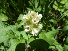 Hydrophyllum fendleri