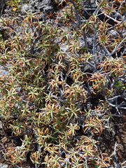 Dracophyllum recurvum