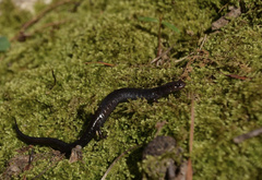 Plethodon richmondi