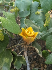 Chiranthodendreae
