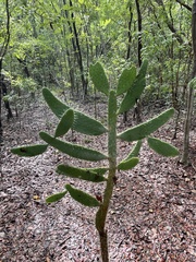 Consolea corallicola