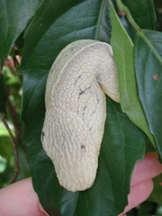 Urocyclidae