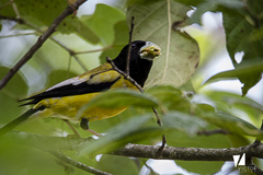 Coccothraustes abeillei
