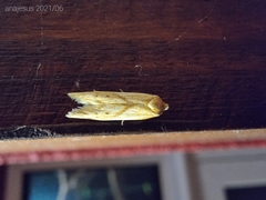 Blastobasis luteella